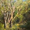 "A Fellowship of Tree's" - (oil on canvas 30 x 40 cm)