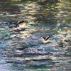 "Splash Landing II" - (oil on canvas 28 x 35.5 cm)
